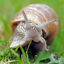 Maybe you would like to learn more about one of these? How To Deal With Snails And Slugs In The Garden Naturally And Safely Dengarden