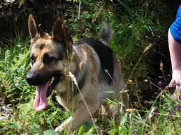 German Shepherd Stud Dog Uk Home Facebook