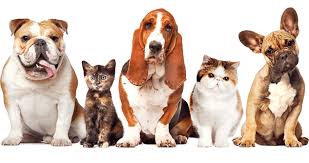 Our pet store services include: Pet Transport Service Pet Travel With Ease Pets2fly