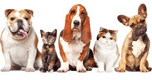 Rest assured that your pet will travel comfortably in a climate controlled vehicle with a licensed and insured driver. Pet Transport Service Pet Travel With Ease Pets2fly