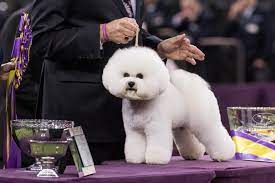 The title of best in show is given to the dog chosen as the winner of the westminster kennel club dog show according to conformation show rules. The 2018 Westminster Dog Show Best In Show Winner Is Flynn The Bichon Frise Westminster Dog Show Bichon Frise Bichon