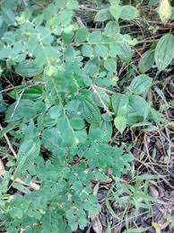 Image result for Phyllanthus odontadenius
