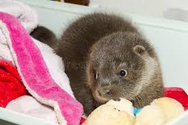 Published on wed, 25 jan 2017. 5 673 Baby Tub Photos Free Royalty Free Stock Photos From Dreamstime