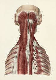If you can, buy or borrow a we. Third Layer Of Back And Neck Muscles Photograph By Science Photo Library