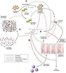 Clostridium tertium displays resistance to third generation cephalosporins (83% resistance to ceftriaxone) (3, 21, 27). Clostridium Difficile Infection And The Tangled Web Of Interactions Among Host Pathogen And Microbiota Gastroenterology