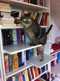So ein katzenklo kannst du mit dieser anleitung selber bauen >>. Diy So Wird Billy Zum Katzenparadies Katzentreppe Selbst Bauen Leselustich