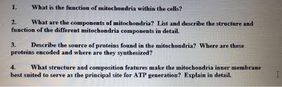 They are found in most mammalian cells, with notable exceptions including mature erythrocytes. L What Is The Function Of Mitochondria Within The Chegg Com