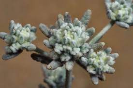 Teucrium Polium Flora Of Qatar Greek Flowers Flower Essences Native Plants