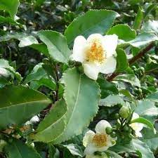 Camellia Sinensis Tea Breeze Tea Camellia Tea Plant Camellia Tea Breeze Is An An Introduction Of The Tea Plant From The Kun Plants Plant Bud Tea Plant