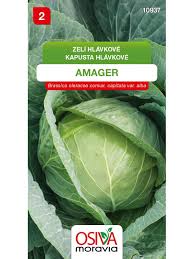 Image result for hlávková kapusta