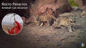 European hares and tinamous are also important prey and will sometimes scavenge from carcasses of dead ungulates. Andean Cat Alliance Rocio Palacios Sf Expo 2016 Youtube