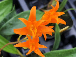 Image result for Aerangis kotschyana