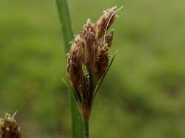 Image result for Vahlia dichotoma