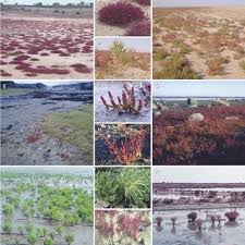 Image result for Salicornia pachystachya