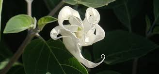 Check spelling or type a new query. 5 Night Blooming Flowers To Plant In Your Garden