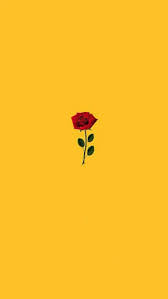 Natural blooming flower blossom, isolated on the black background. Yellow Wallpaper With Red Rose