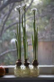 How To Force Paperwhite Narcissus To Bloom Indoors Bulb Flowers Paperwhites Fragrant Flowers