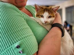 Responsibilities for volunteers include light cleaning (dusting, cleaning windows), grooming (brushing). Cat Cafes In The United States Are Getting More Popular Here S Why