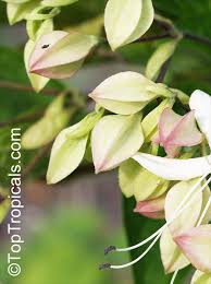 Image result for Clerodendrum poggei