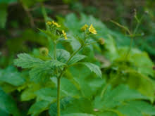 Avens point was one of the cheaper apartments on the north side of denver, and for obvious reasons. Geum Macrophyllum Wikipedia