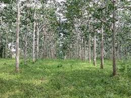 Batu peringatan 100 tahun pokok getah dan pokok getah. Iklan Percuma Iklanlah Malaysia Iklan Percuma Malaysia Free Classified Iklaneka Percuma Untuk Warga Malaysia Tanah Kebun Getah Di Kg Bukit Pokok Sena