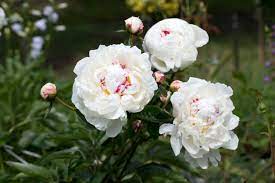 We buy direct from the peony growers to ensure that our customers enjoy the freshest and highest quality peonies flower. Growing White Peony Plants Choosing White Peony Flowers For The Garden