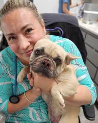 Surgery day for Porsche at Township Animal Hospital