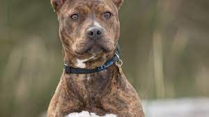Brindle Pitbull New Owners Guide To This Tiger Striped Dog All Things Dogs All Things Dogs