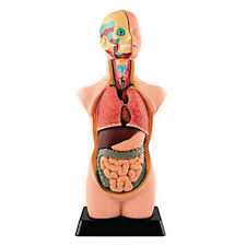 The muscles of the human body can be categorized into a include muscles relating to the head and neck, muscles of the torso or trunk, muscles of the upper. E8r03265 Human Torso Model 11 Parts Findel International