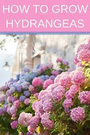 How To Care For Hydrangeas The Ultimate Guide To Stunning Hydrangea Flowers Planting Hydrangeas Hydrangea Care Growing Hydrangeas