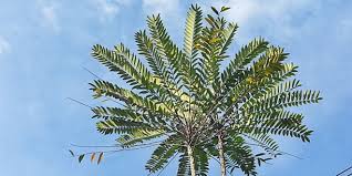 Pokok tongkat ali atau nama saintifiknya eurycoma longifolia jack sememangnya sudah tidak asing lagi di kalangan masyarakat di malaysia.akar pokok tongkat ali memang terkenal kerana mempunyai pelbagai jenis khasiat yang sudah terbukti keberkesannya. Pokok Tongkat Ali Kujie2 Com