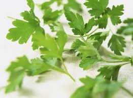 Image result for Apium graveolens