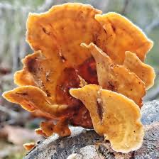 Image result for Craterostigma hirsutum