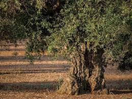 Der olivenbaum (olea europaea) eignet sich gut für die kultur im kübel, wenn er frostfrei überwintert wird. Olivenbaum Uberwintern 5 Pflegeregeln Fur Die Uberwinterung