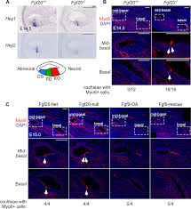 After effects expressions for beginners introduction: Sox2 And Fgf20 Interact To Regulate Organ Of Corti Hair Cell And Supporting Cell Development In A Spatially Graded Manner