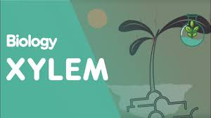Xylem And Phloem Part 3 Translocation Transport In Plants Plants Biology Fuseschool Youtube