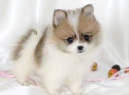 Can you leave a pomeranian husky mix alone. Pomsky Full Grown Teacup Pomeranian Husky Cuteanimals