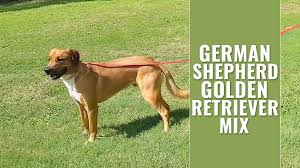 Golden retriever puppies for sale and dogs for adoption in wisconsin, wi. German Shepherd Golden Retriever Mix A Complete Guide Petmoo