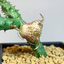 Image result for Huernia longituba
