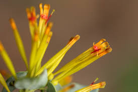 Image result for Agelanthus