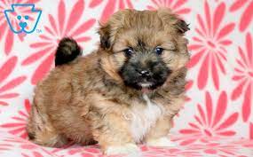 Maybe you would like to learn more about one of these? Taffy Pomeranian Mix Shih Tzu Mix Puppy For Sale Keystone Puppies