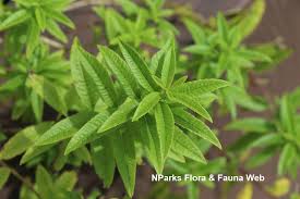 Image result for Aloysia