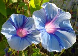 10 Seeds Of Morning Glory Seeds Collected From My Garden And Germination Tested Blue Lightning Morning Glory Vine Morning Glory Flowers Blue Morning Glory