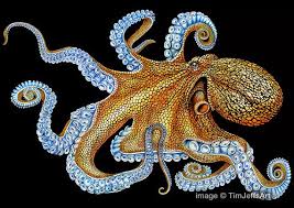 Octopus 2 Colored Pencil Drawing Signed By Artist Octopus Drawing Colored Pencil Drawing Color Pencil Drawing
