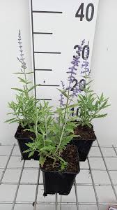 Image result for Perovskia atriplicifolia lacey blue lisslitt photo