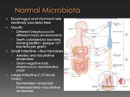 Digestive System Infections Ppt Video Online Download
