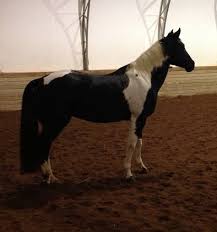 Black And White Mustang Horse For Sale Flashy Tobiano Black White Paint Mare Horseclicks American Paint Horse Horses Horse Painting