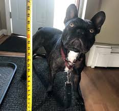 She is a very pretty brindle & white color and loves any toy that squeaks. How Tall Is A French Bulldog French Bulldog Height