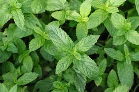 Rosemary is one of the first essential oils people choose to promote hair growth and reduce hair loss. 7 Natural Herbs For Hair Growth