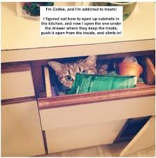Get the latest cat news, information, and ways to take action and save cats' lives! Tempted By Temptations Dogshaming